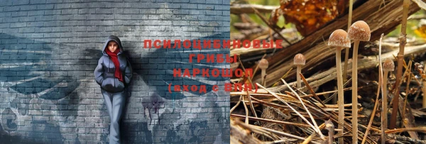 прущая мука Богородицк